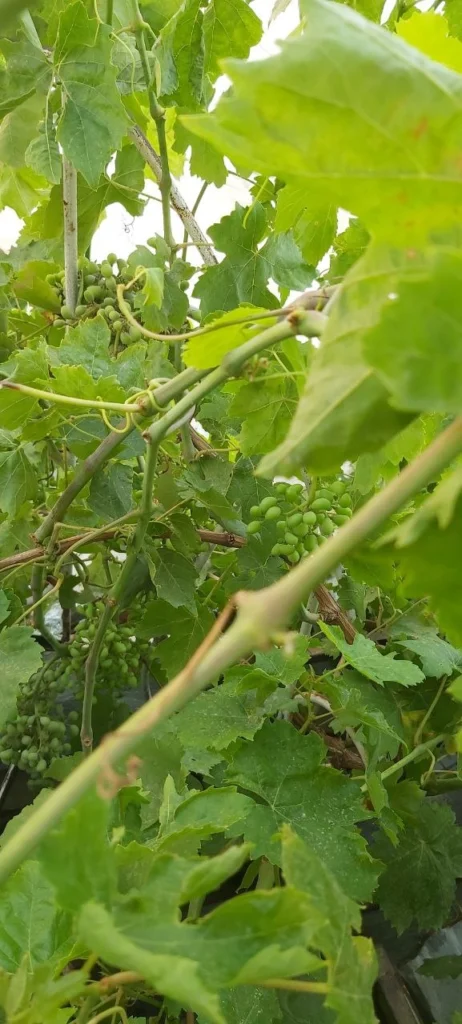 A grapevine with green leaves and branches, featuring small, unripe grape clusters bathed in soft sunlight.